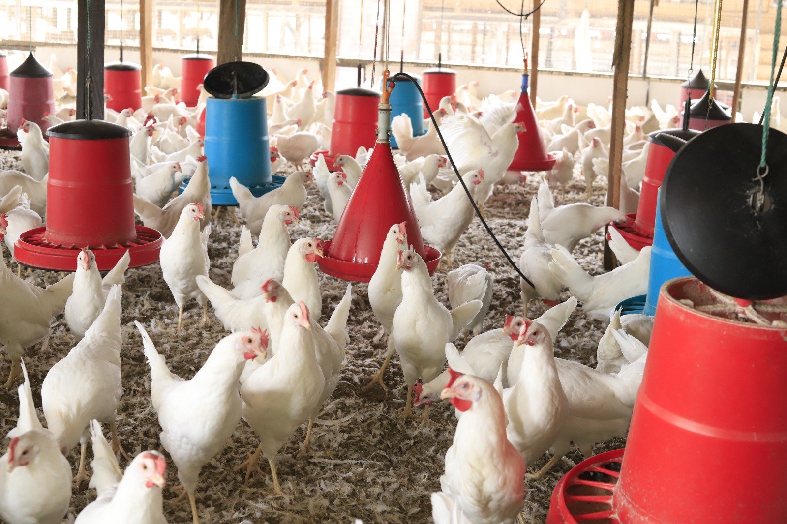 White layers and feeders