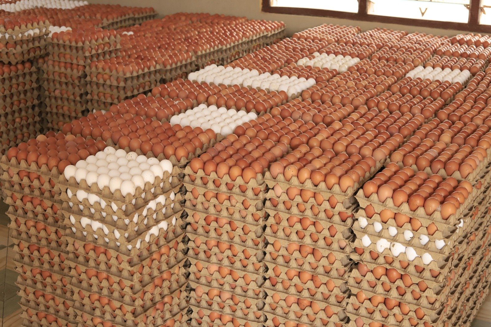 Table Eggs